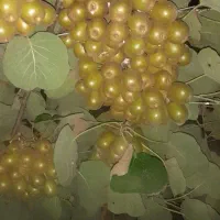 فروش کیوی خونی ( توسرخ)