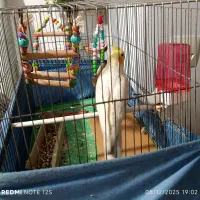 واگذاری فوری عروس هلندی لوتینو نره بالغ+جوجه ماده