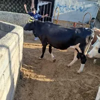 گوساله پرواری جهت انواع مراسمات و قصابی|حیوانات مزرعه|کوهدشت, |دیوار
