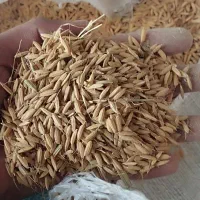 خریدار و فروش   چلتوک   و برنج  یک علی کاظمی