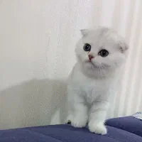 گربه اسکاتیش و بریتیش