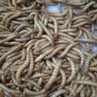 کرم میلورم زنده