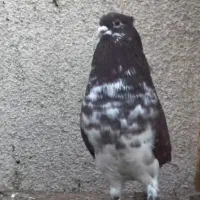 با سلام خدمت عشق بازا قاره نر فراری دادم