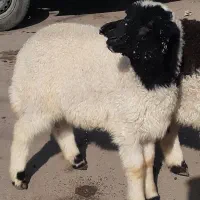 بره عربی نر چاق