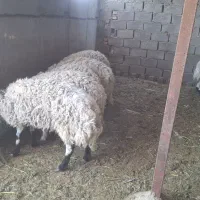 فروش بره پروار چاق