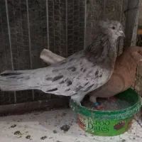 کبوارزردی سرور