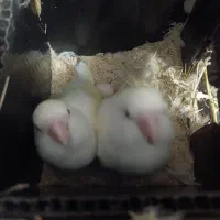 یک جفت نر و ماده طوطی برزیلی آلبینو