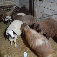 ۱۴راس کاورنرجفتی۳۰میلیون|حیوانات مزرعه|بلبان آباد, |دیوار