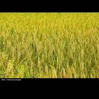 فروش مزرعه بیجار