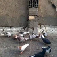 کبوتررنگی دمسفیدچپ ساده چادری قرچک|پرنده|قرچک, مهدیه|دیوار