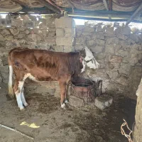 یه عدد گوساله ماده سمینتال ۱سال و ۴ماهش بسیار تمیز