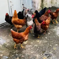 مرغ تخمگذار محلی