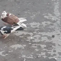 دوتا شازده همای نر و ی نر سبز و ی سفید سینه ماشی|پرنده|تهران, جیحون|دیوار