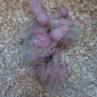 ۵عدد جوجه سرلاکی عروس هلندی ۲۵ روزه و ۱۵ روزه|پرنده|مرودشت, فیروزی|دیوار