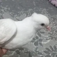 کبوتر