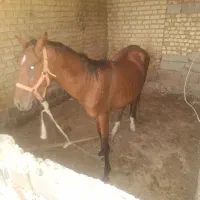 اسب دره شوره  دوومیدانی