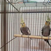 عروس هلندی نر|پرنده|تهران, مسگرآباد|دیوار