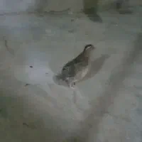 ۱عددبلدرچین نر