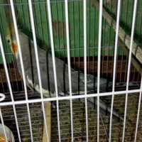 جفت عروس هلندی بالغ|پرنده|زاهدان, |دیوار