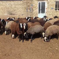 درجه یک ترین نژاد shal،طلای 24 عیار|حیوانات مزرعه|شیراز, احمدآباد|دیوار