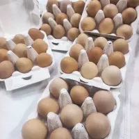 تخم مرغ محلی (تخم مرغ محلی زرده نارنجی)|خوردنی و آشامیدنی|قم, صدوق|دیوار