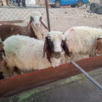 بره دوبری ۵ دانه،