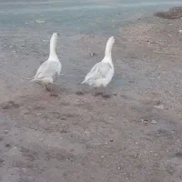 غاز|حیوانات مزرعه|کرمانشاه, |دیوار