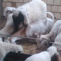 فروش برره نر
