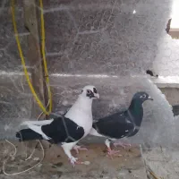 کفتر|پرنده|شیراز, کوزه گری|دیوار