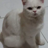 خواهان گربه ماده برای جفت گیری