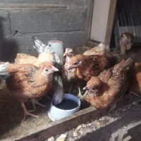 فروش تعدادی جوجه محلی وکاکلی|حیوانات مزرعه|لنگرود, |دیوار