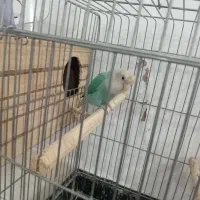 طوطی برزیلی ماده