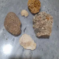 فسیل مرجان صدف...