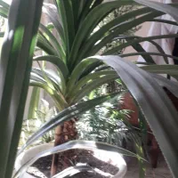 گل پانداتوس|گل و گیاه طبیعی|گلبهار, شهر جدید گلبهار|دیوار