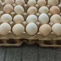 فروش کارتنی تخم مرغ محلی