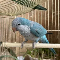 طوطی راهب|پرنده|خوی, |دیوار