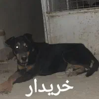 سگ دوبرمن ماده