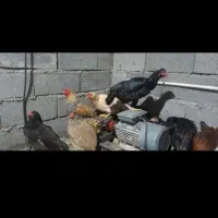 لاری مرغ سیاه جوجه لاری پنج شیش ماهه|حیوانات مزرعه|قصرشیرین, |دیوار