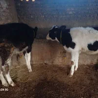 گوساله جنسی