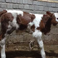 گاو شیری|حیوانات مزرعه|نظر کهریزی, |دیوار