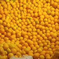 نارنگی ضعیف و ضایعات وسنگ پا|حراج|ساری, |دیوار