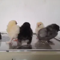 جوجه برهما