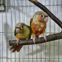 گرینچیک طوطی راهب ردچیک سرلاکی و دونخور و نرم خور|پرنده|کرج, شاهین‌ویلا|دیوار