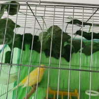 قناری نر مست 2ساله سالم قواردار|پرنده|سقز, |دیوار