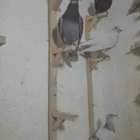 ماده دم سفید پلاکی|پرنده|برازجان, |دیوار