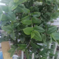 گل طبیعی وسرحال۱۰۰