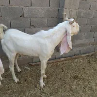 پازن گلابی درجه یک|حیوانات مزرعه|بندر دیر, |دیوار