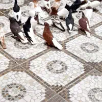 کبوتر.دم سفید.چپ|پرنده|اهواز, اهواز|دیوار