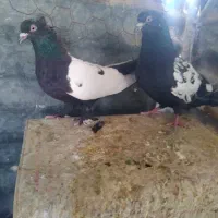 جفت سینه ای