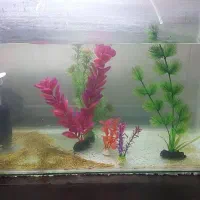 آکواریوم زیبا با چن تا ماهی گوپی و لوازم|ماهی|همدان, |دیوار